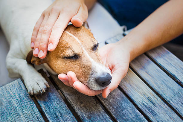 owner petting dog stock photo
