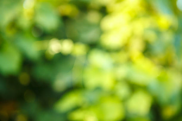 istock park alley bokeh background good for backdrops 485962286
