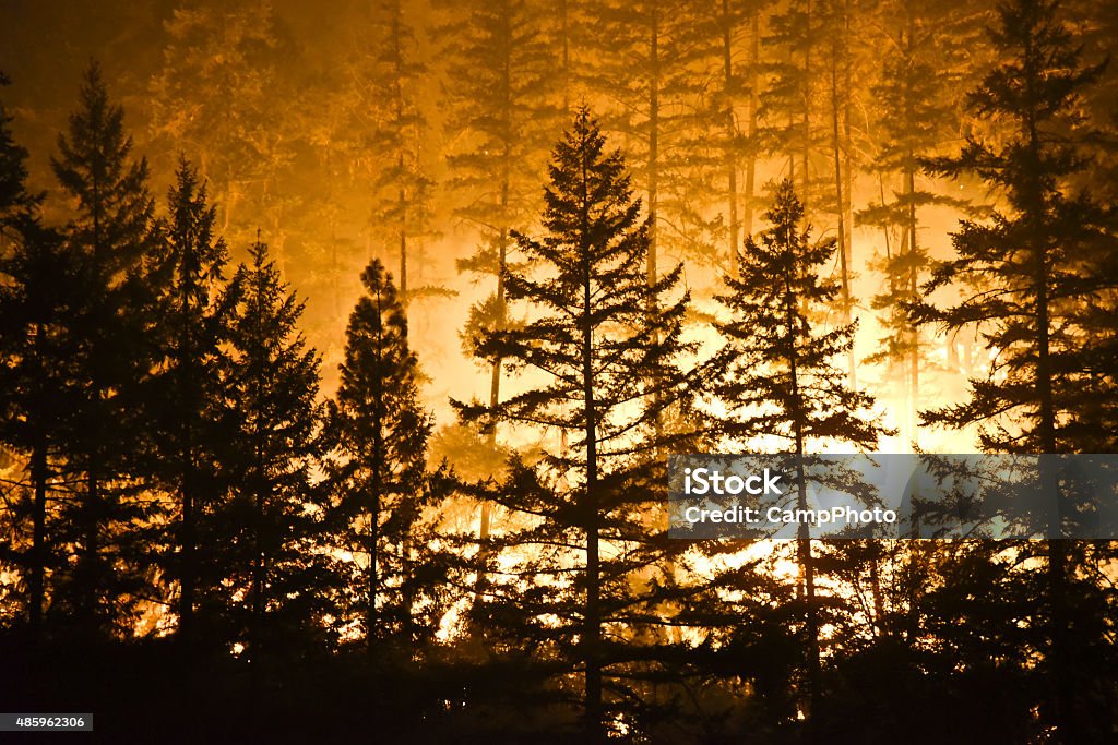 Bosque y llamas - Foto de stock de Incendio forestal libre de derechos