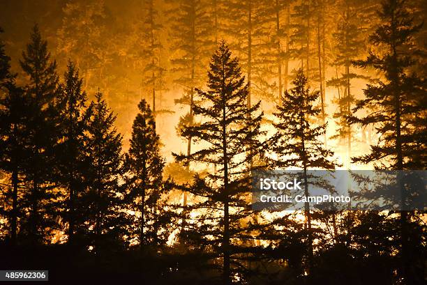 Bosque Y Llamas Foto de stock y más banco de imágenes de Incendio forestal - Incendio forestal, California, Bosque