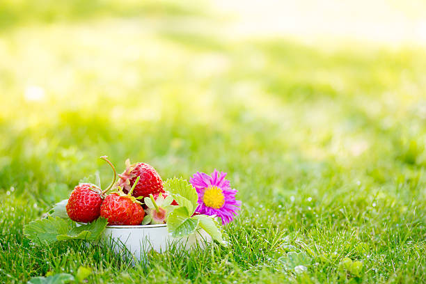 strawberry in bloom - europe - germanyIf you want to see more strawberrys: