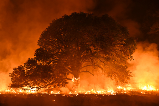 Oregon Ash tree catching fire.  It was hosed down by fire fighters and lived.  River Complex Fires. Northern California, 2015.