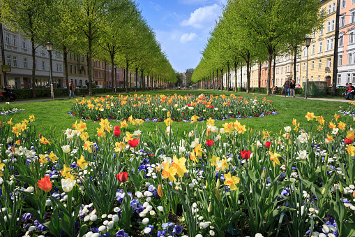 Munich, Germany - April 12, 2014: Spring at the square Bordeauxplatz in Munich, Germany. Spring flowers like Daffodils and Tulips and leafing trees. People walking in the alleys formed by the trees.