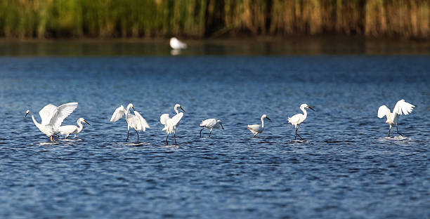 istock Line of Snowy Egrets Dancing on Sand Bar 485964328
