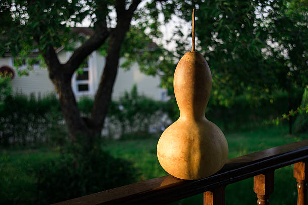 istock Dried and cleaned bottle gourd at home 485964372