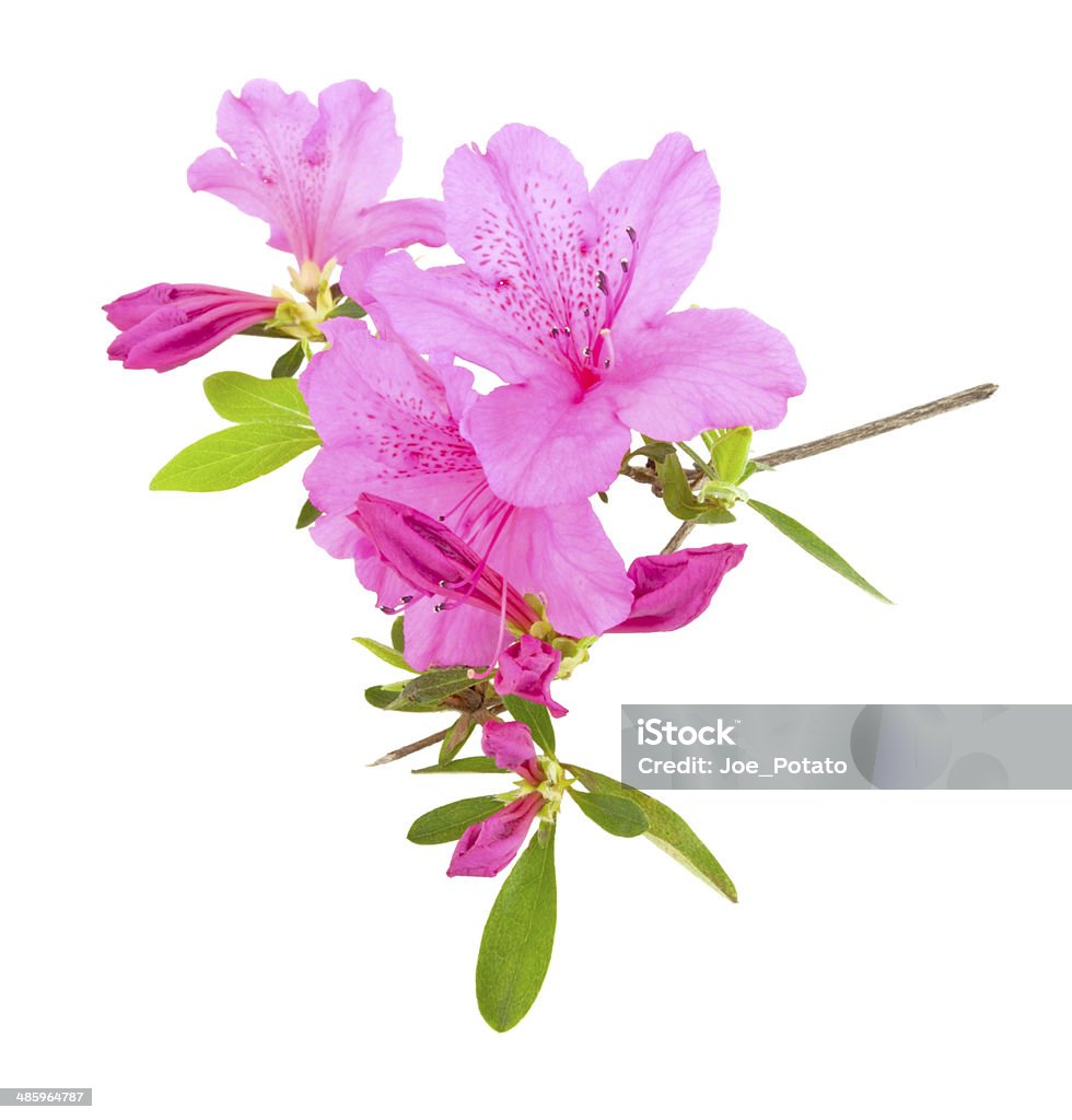 Azalea Blossoms Pink azalea blossoms. White background. Vertical. Azalea Stock Photo