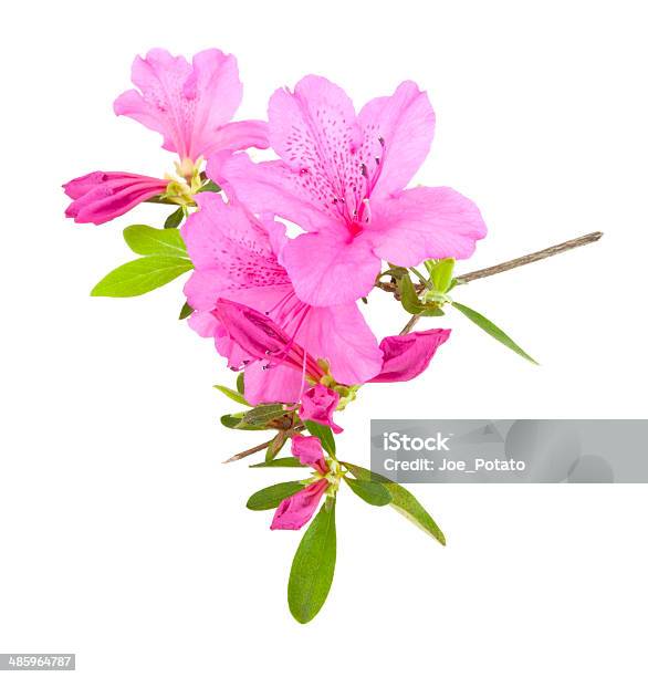 Azalea Blossoms Stock Photo - Download Image Now - Azalea, Blossom, Branch - Plant Part