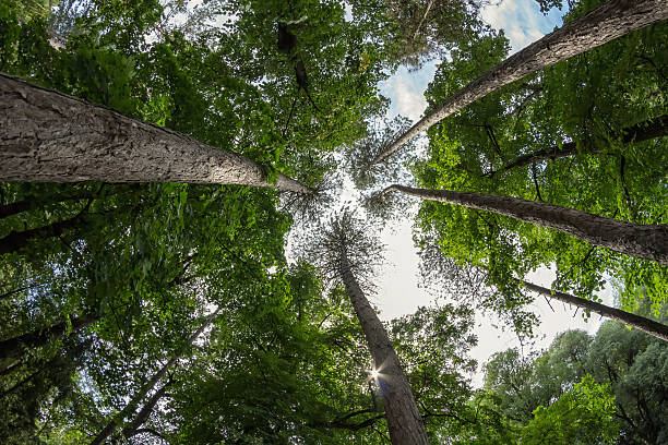 istock Pine forest of tall ship pines 485964928