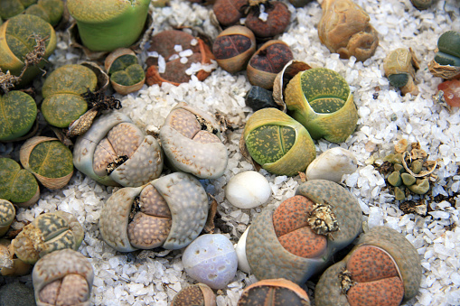 Cacti pebbles in a greenhouse in Moscow (Russia)