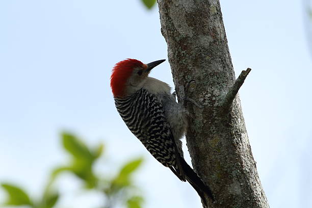 istock Red-bellied Woodpecker 485965605