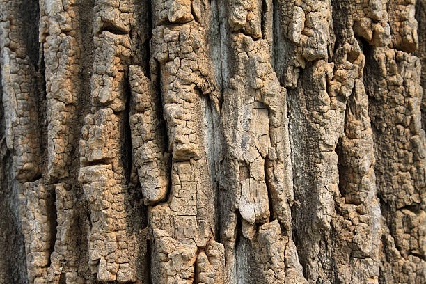 choupo do canadá e windows em um parque - planting tree poplar tree forest imagens e fotografias de stock