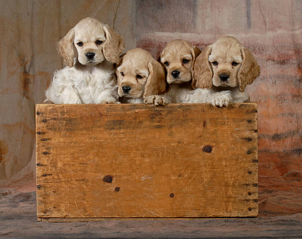 istock litter of puppies 485965827