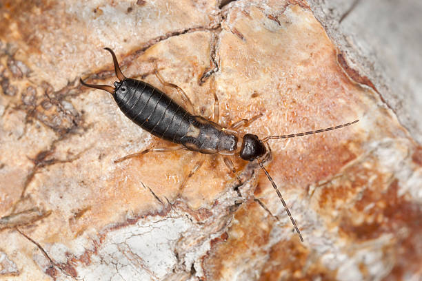 istock Earwig on wood, macro photo 485966039