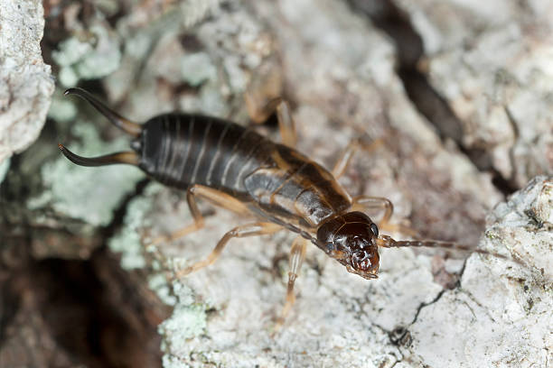 istock Earwig on wood, macro photo 485966041