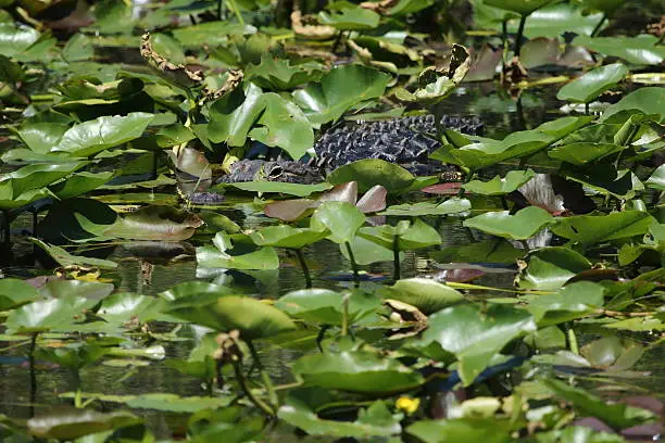 American Alligator (Alligator mississippiensis)