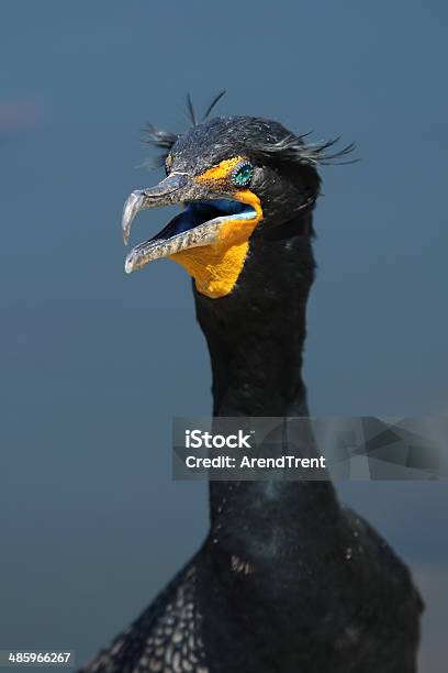Doublecrested Cormorant Stock Photo - Download Image Now - Animal Wildlife, Animals In The Wild, Double Crested Cormorant