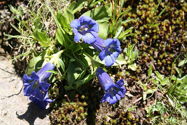 beautiful blue colored gentian in the European Alps beautiful blue colored gentian in the European Alps enzian stock pictures, royalty-free photos & images
