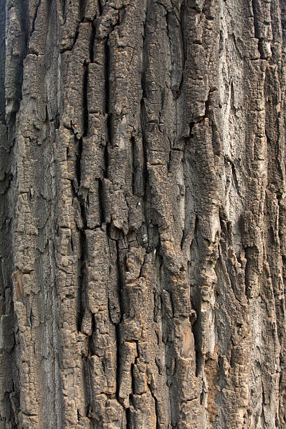 choupo do canadá e windows em um parque - planting tree poplar tree forest imagens e fotografias de stock