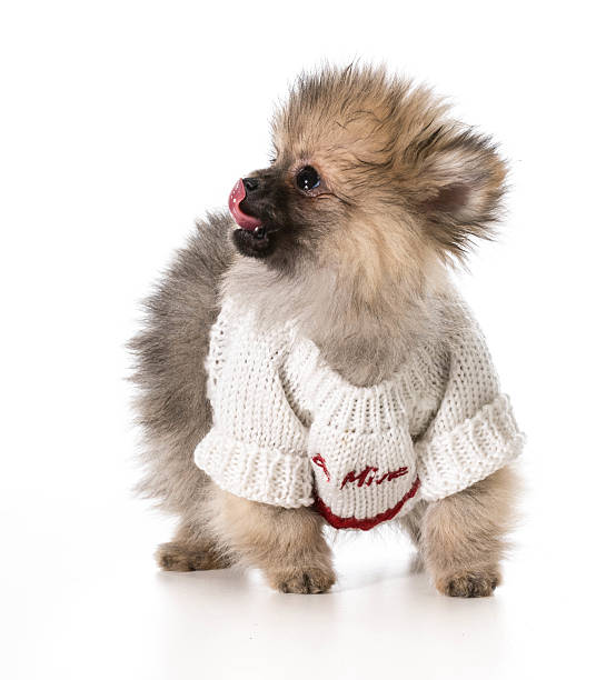 istock puppy wearing sweater 485967187