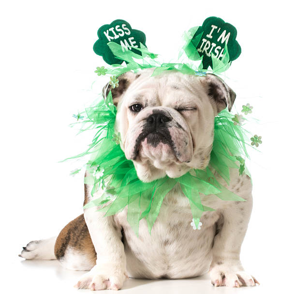 St. Patricks Day dog stock photo