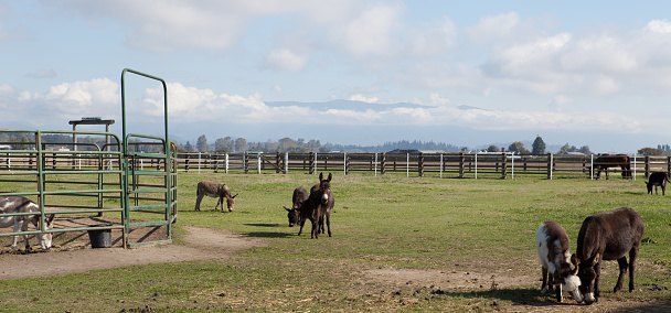 This image shows a group of miniature donkeys in a pasture.