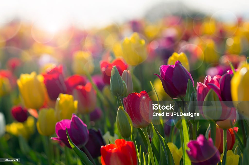 Field of Colorful Tulips in Bloom Field of Colorful Tulip Flowers in Bloom with Sun Flares and Bokeh Backgrounds Stock Photo