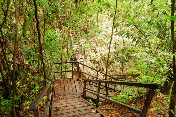 istock Taman Negara National Park 485968441