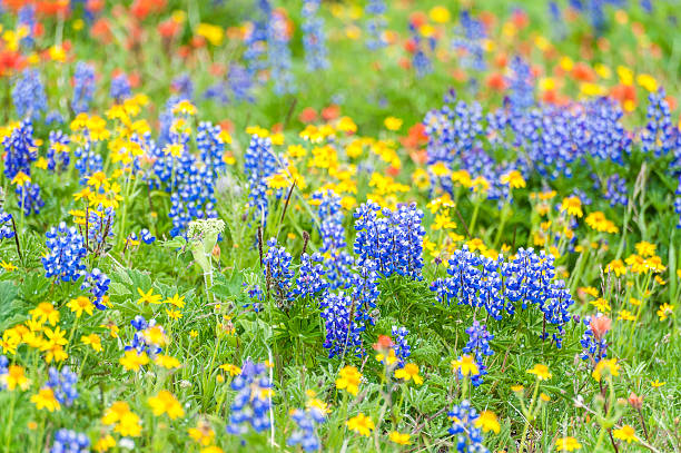 wildflowers alpino - north cascades national park mountain flower wildflower imagens e fotografias de stock