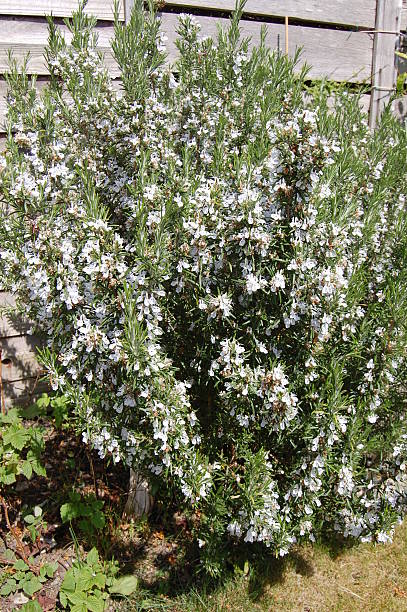 istock Rosemary in Full Flower, South Wales 485968855