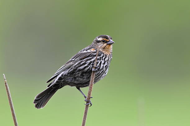 istock redwinged female on the lookout 485969041
