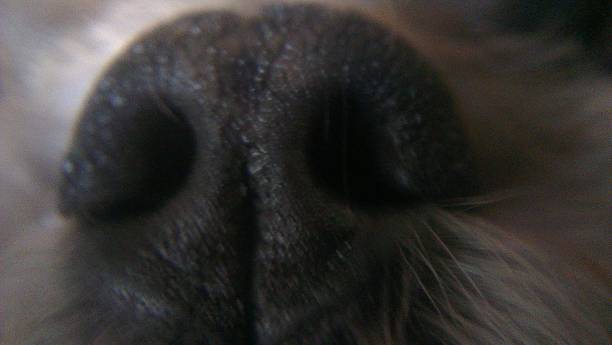 istock Snuffling dog nose 485969390