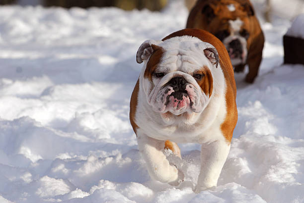 istock dog running in snow 485969637