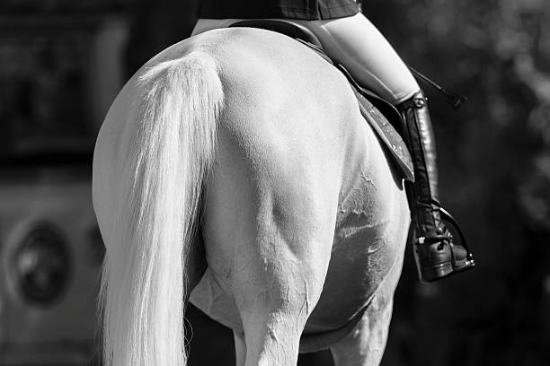 istock Horse Rider Grooming Vintage 485969732