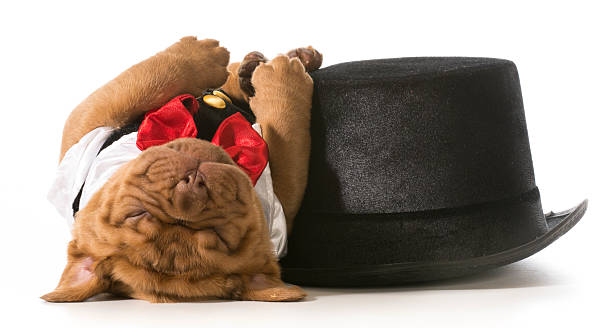 cute puppy cute puppy - dogue de bordeaux puppy wearing tuxedo laying down sleeping beside tophat dog tuxedo stock pictures, royalty-free photos & images