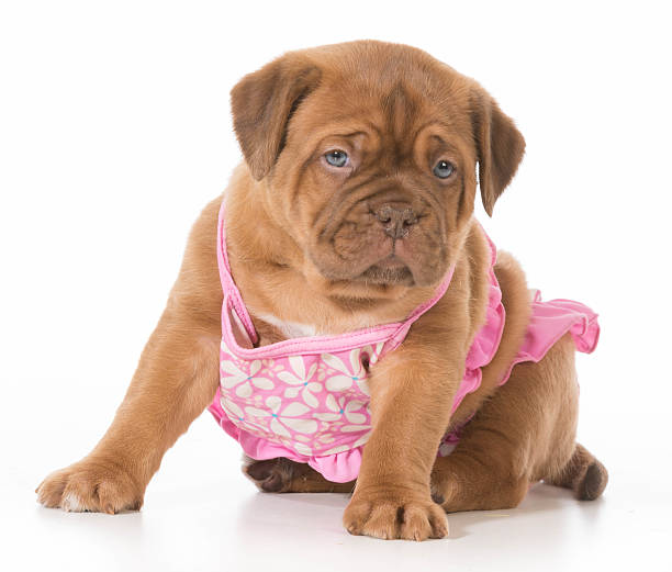female puppy female puppy - dogue de bordeaux wearing pink bikini isolated on white background - 6 weeks old dog swimsuit stock pictures, royalty-free photos & images