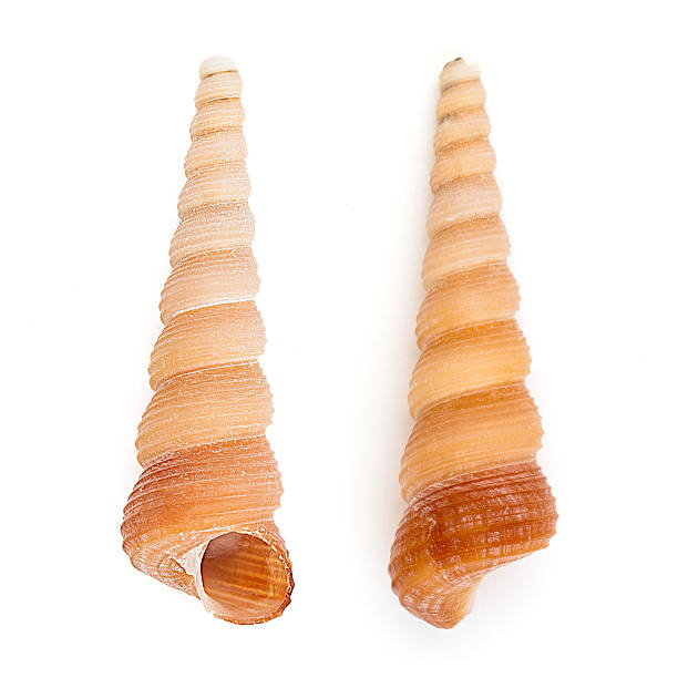 Common Tower Shell (Turritella Communis) stock photo