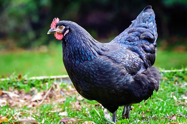 Black and blue chicken stock photo