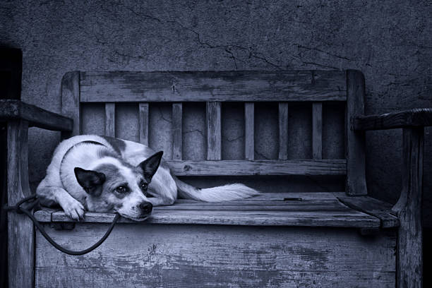 istock sad dog tied up by a bench 485973274