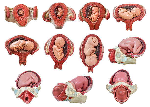 Fetus model Fetus development model from the first month to the nineth month twin photos stock pictures, royalty-free photos & images