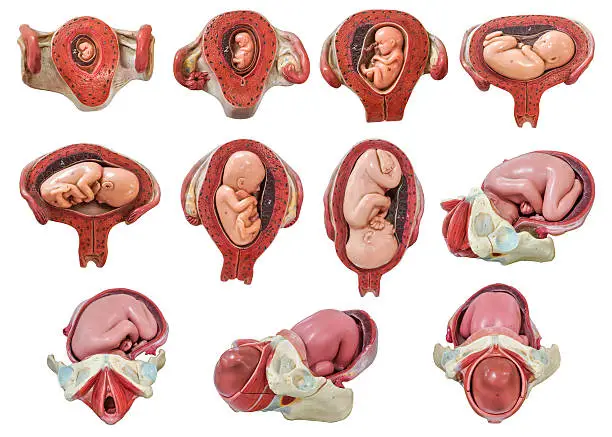 Fetus development model from the first month to the nineth month