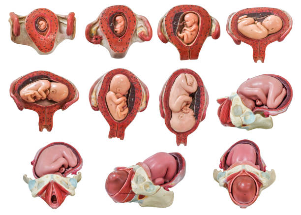 płód model - twin fetus uterus human pregnancy zdjęcia i obrazy z banku zdjęć