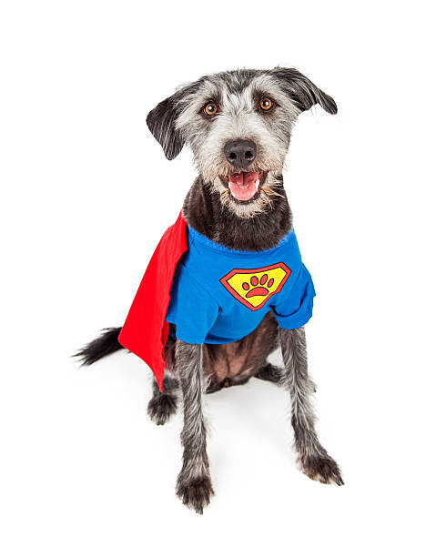 istock Happy Super Hero Terrier Dog 485974024
