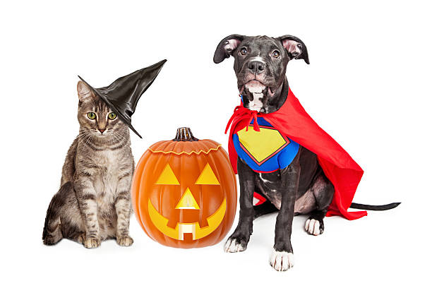 istock Halloween Puppy and Kitten With Pupmkin 485974030