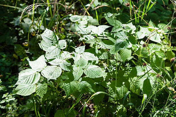 istock young growth of hazel tree illuminated by sun 485977164