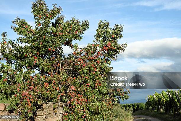 Alsace Peach Trees In The Vineyards On A Summer Evening Stock Photo - Download Image Now