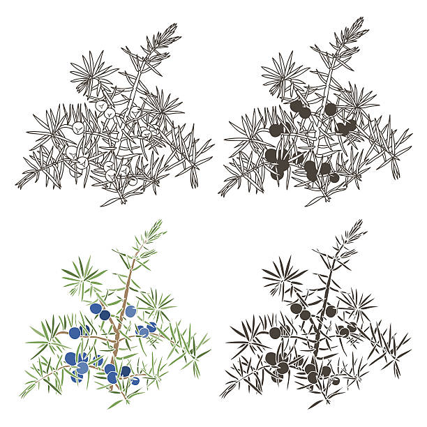 100+ Juniper Trees Silhouette Stock Illustrations, Royalty-Free Vector ... 100+ Juniper Trees Silhouette Stock Illustrations, Royalty-Free Vector ...