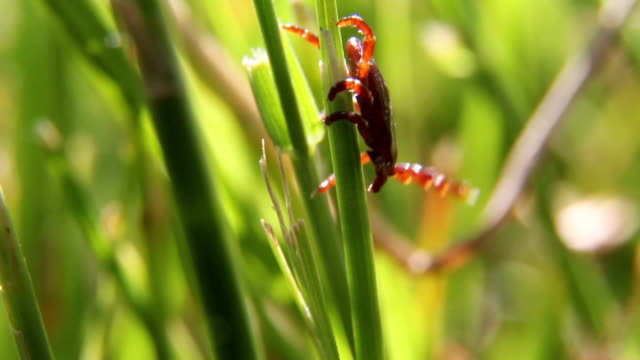 A tick crawling through the grass, macro close up