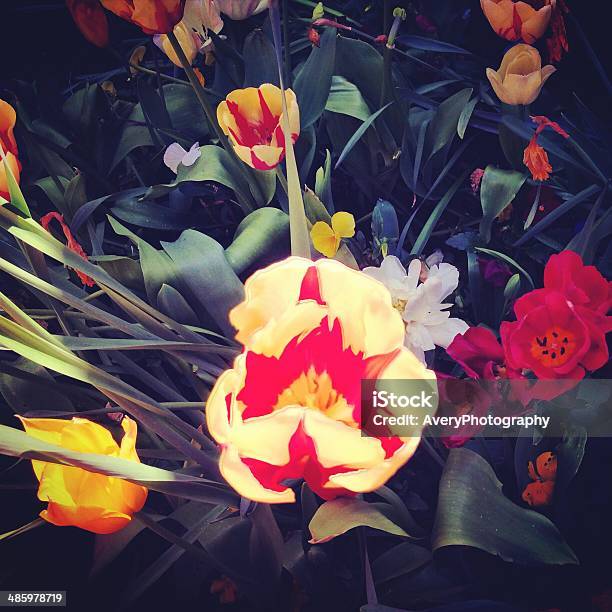 Tulips Stock Photo - Download Image Now - Beauty In Nature, Close-up, Cultivated