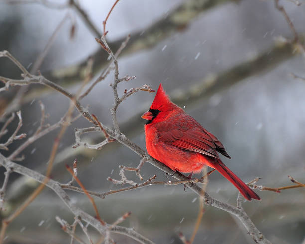 istock Northern Cardinal in snow 485978985