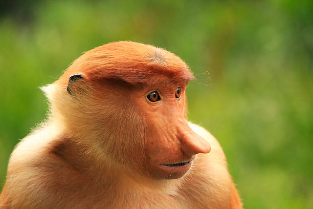 istock Portrait of Proboscis monkey, Borneo, Malaysia 485979175